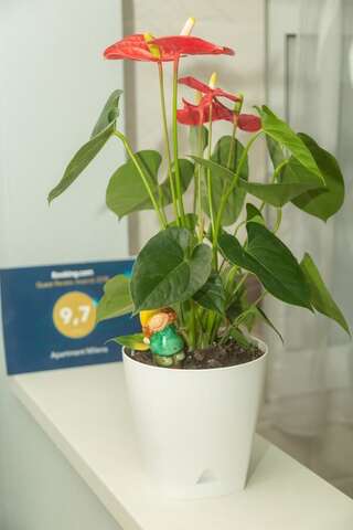 Апартаменты Apartment Milena Вирпазар Апартаменты-9