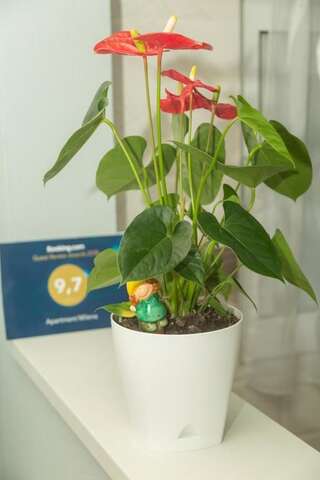 Апартаменты Apartment Milena Вирпазар Апартаменты-36